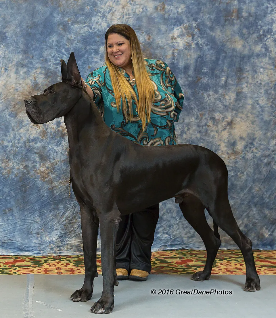 Angus, a black Great Dane, stacked for the judge at the 2016 GDCA National Specialty