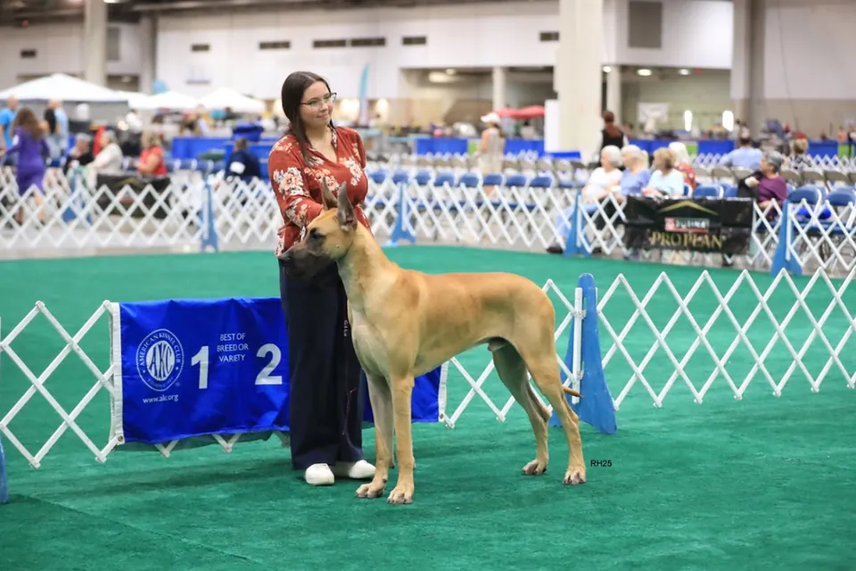 Blazer stacked in the ring at the 2025 Houston dog shows