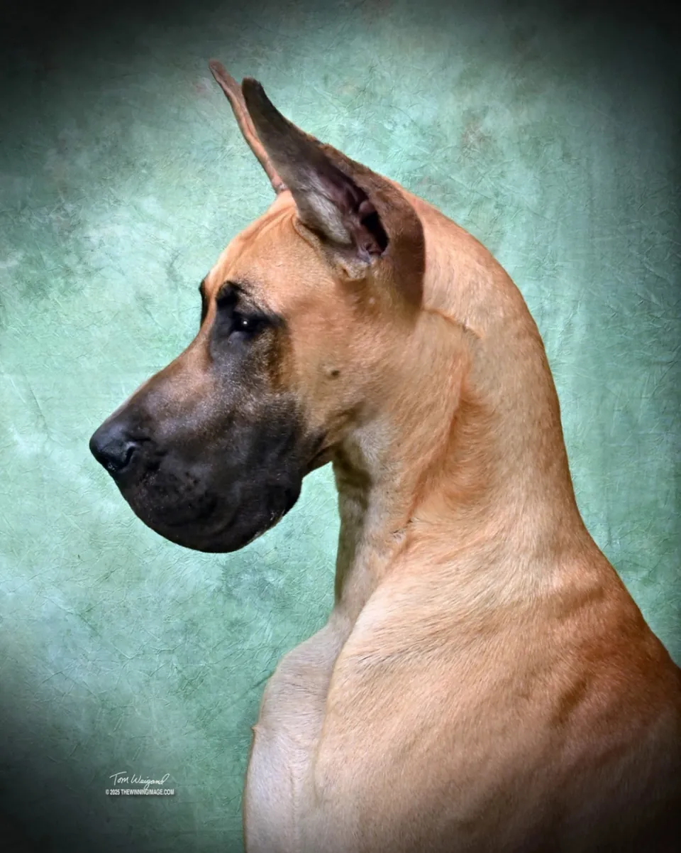 Studio head study of Blazer, a fawn Great Dane, in profile against a green backdrop