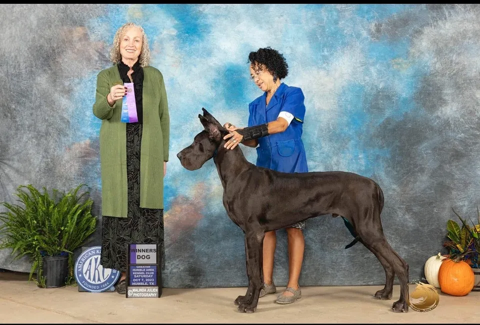 Bodacious, a black Great Dane, in a win photo with the judge