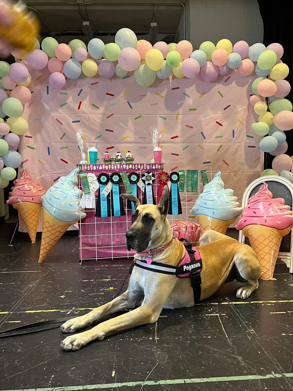 Cassidy lying in front of a balloon backdrop surrounded by title ribbons