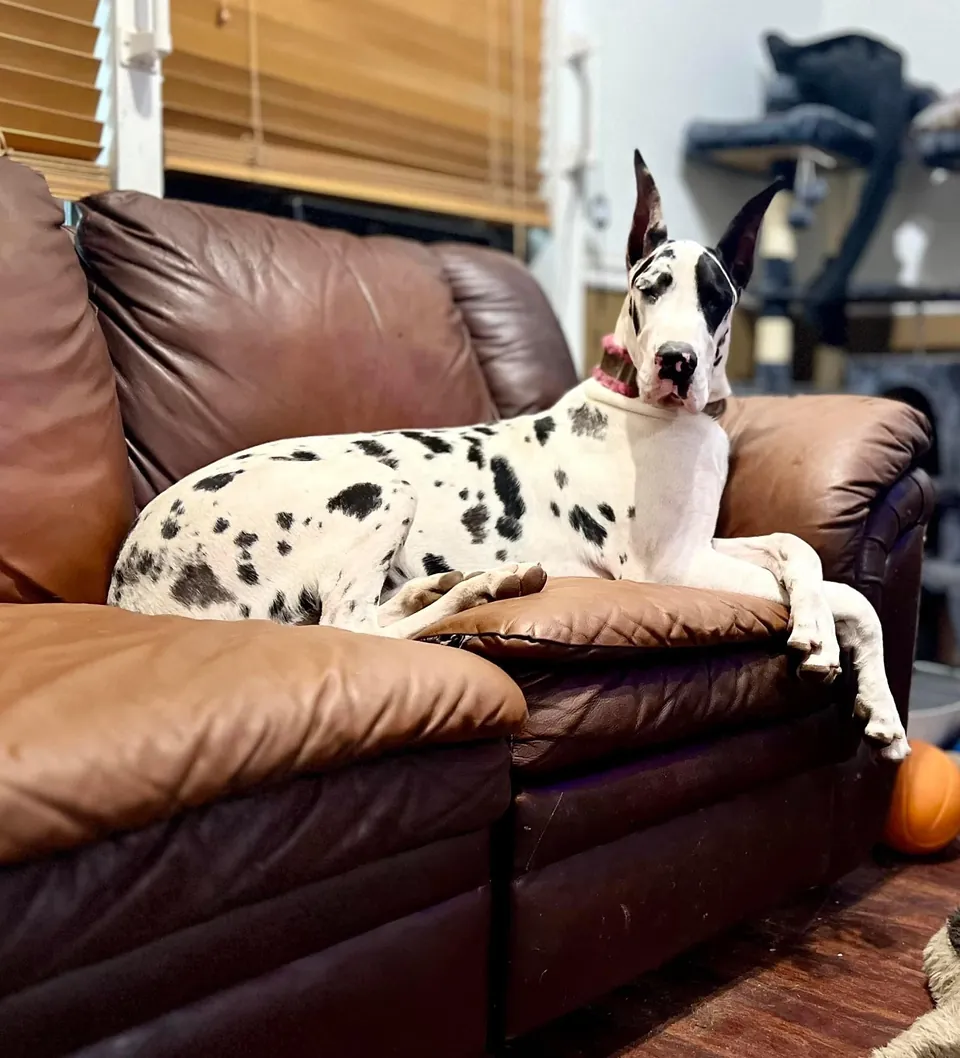 Gossip, a harlequin Great Dane, resting on a leather sofa