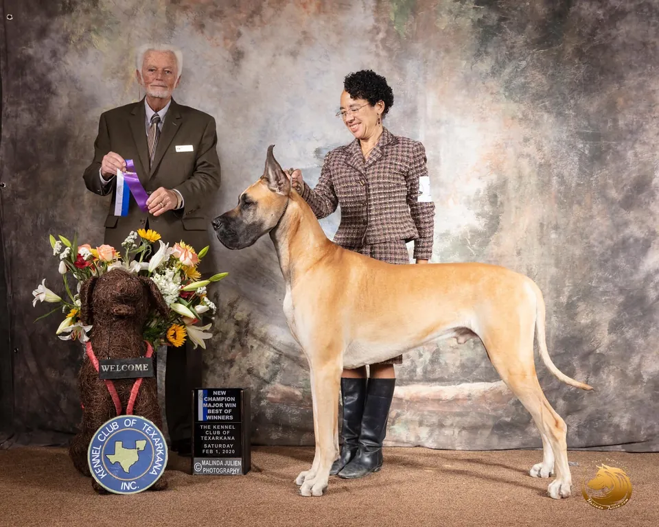 Gus, a fawn Great Dane, in his championship win photo