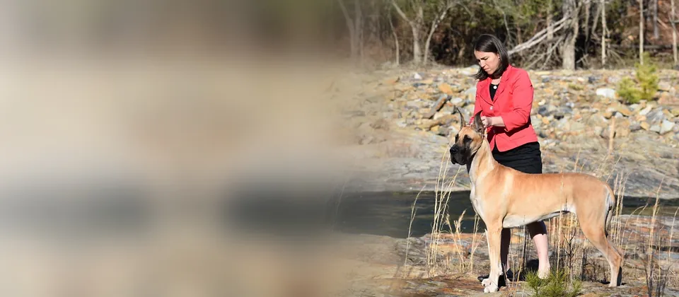 A fawn Pegasus Great Dane stacked by a handler on a sunlit rocky shore