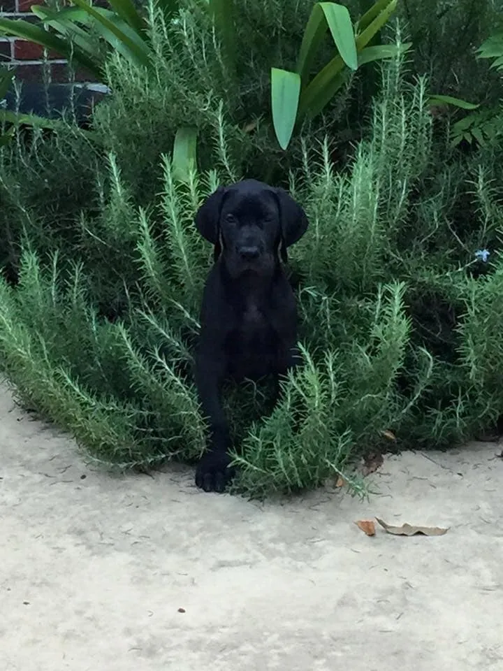 A black Great Dane puppy sitting among rosemary bushes