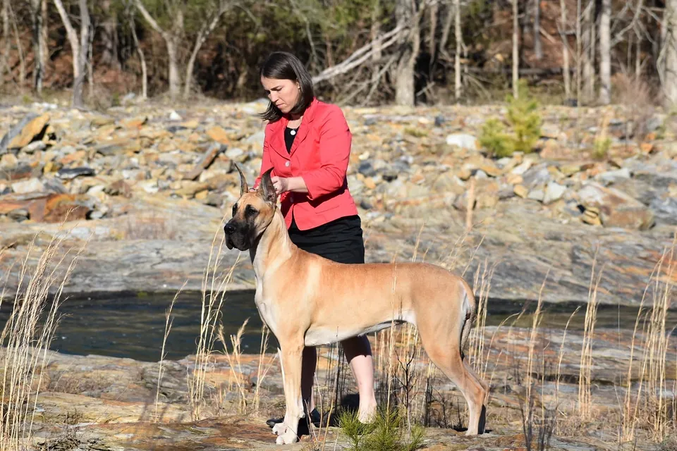 A fawn Great Dane stacked by a handler on a rocky shoreline