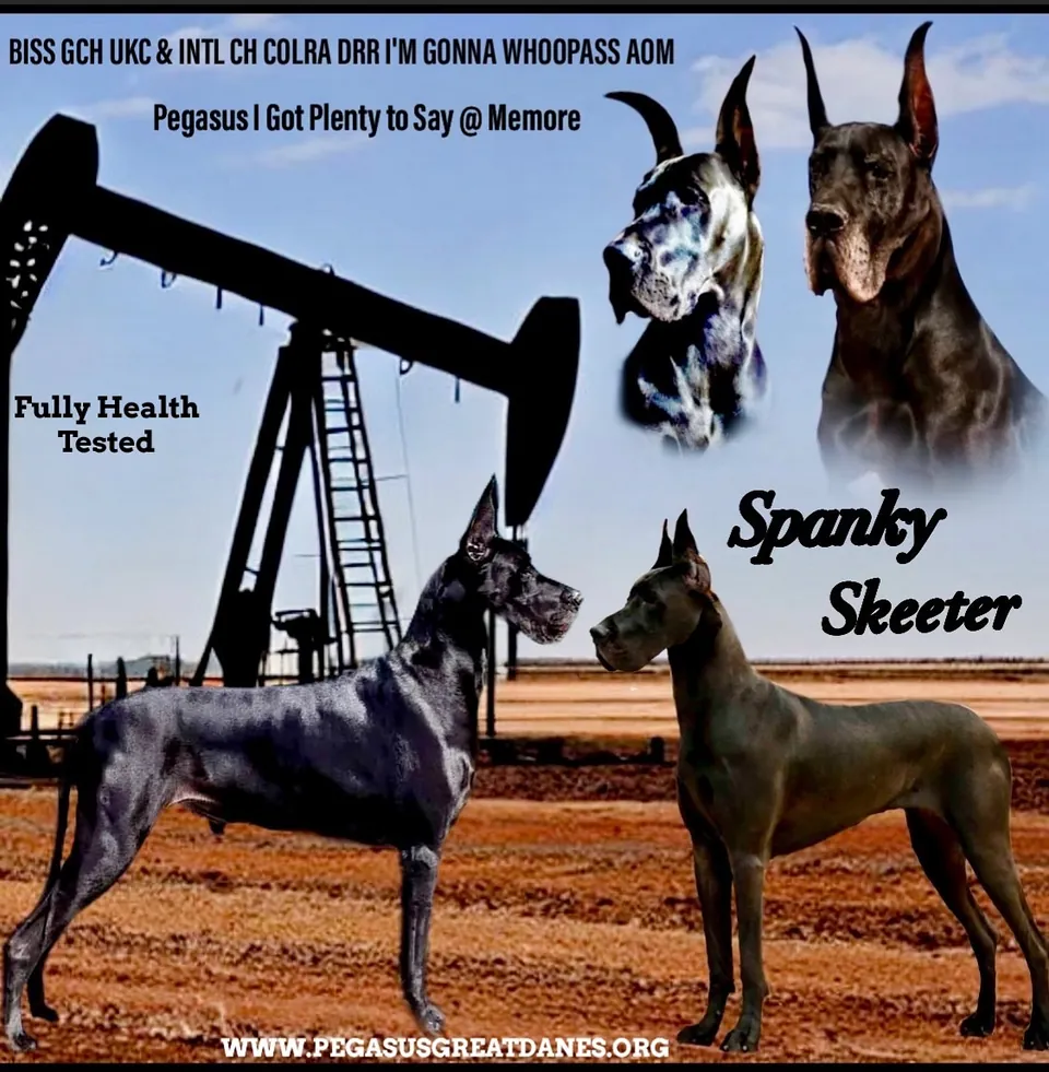 Pairing graphic for BISS GCH UKC & Int'l CH Colra DRR I'm Gonna Whoopass AOM (Spanky) and Pegasus I Got Plenty to Say @ Memore (Skeeter)