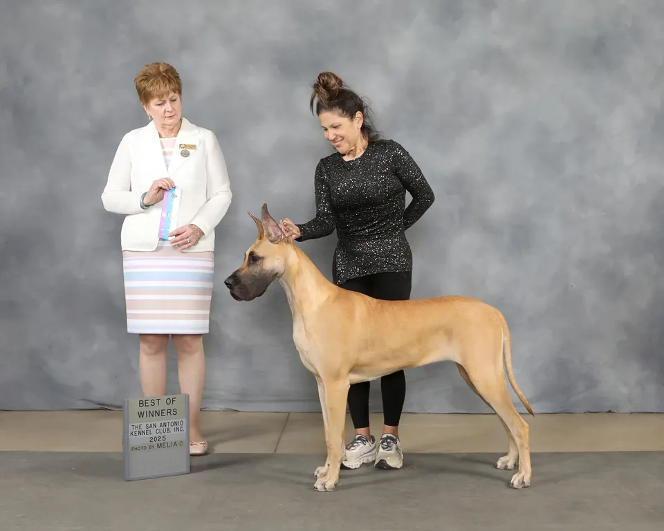 Neera, a fawn Great Dane, in her first win photo with the judge