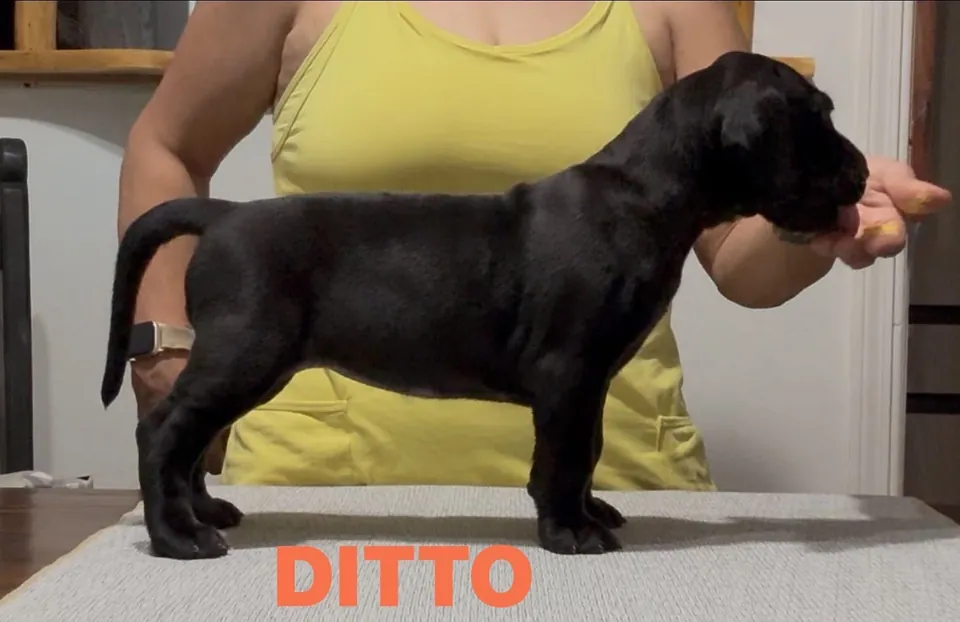 Black puppy Ditto being stacked on a table