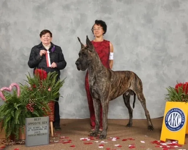 Roux, a brindle Great Dane, in a win photo with the judge