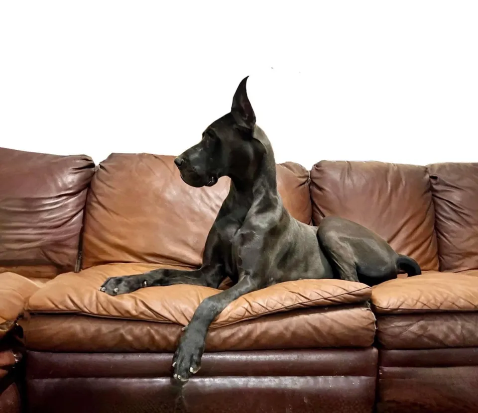 Skeeter lounging on a leather sofa