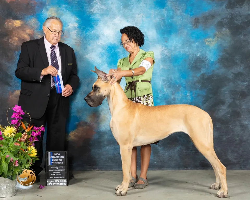 Solace, a fawn Great Dane, in a win photo with the judge