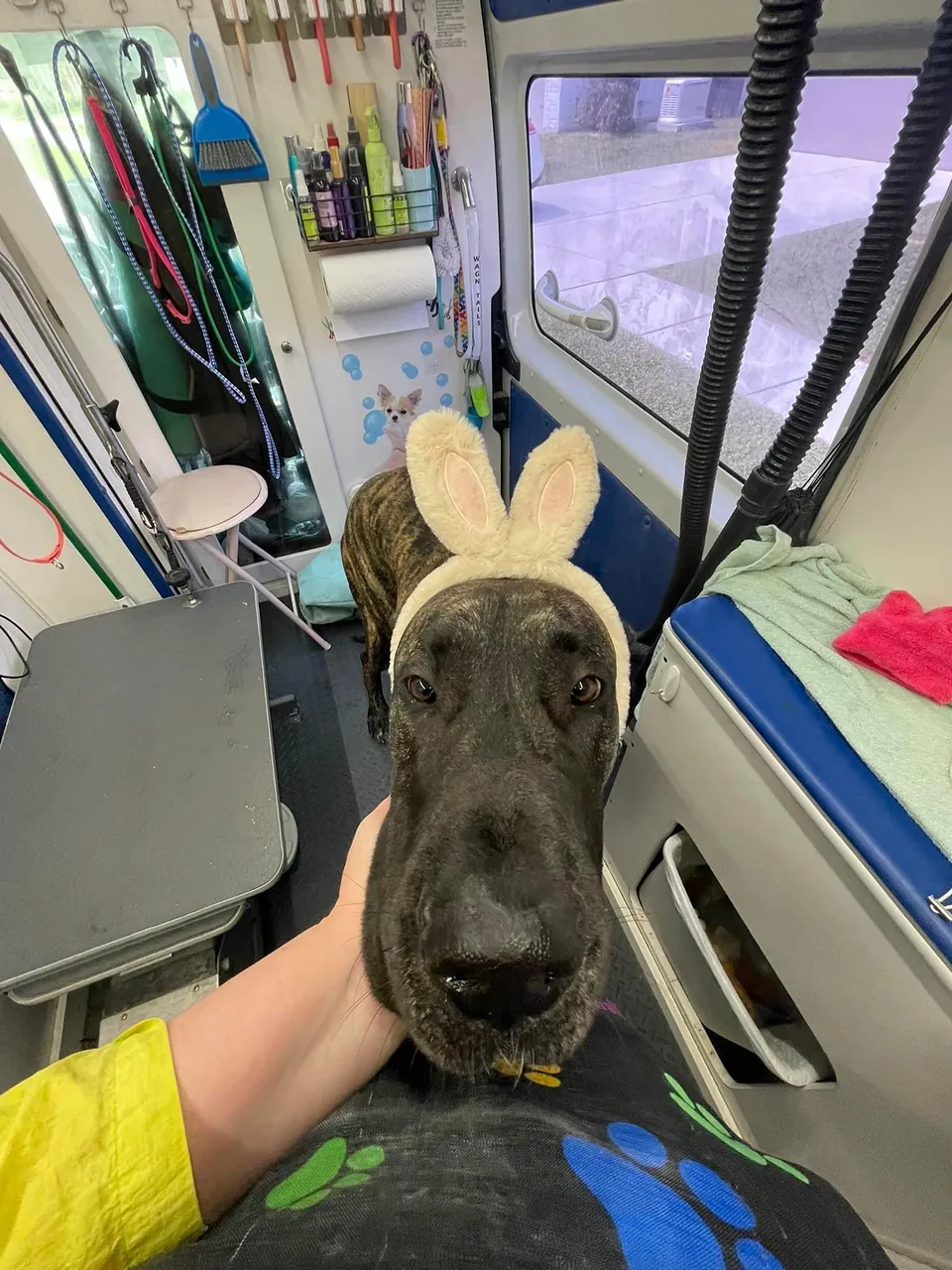 Thanos, a brindle Great Dane, wearing bunny ears on a car ride