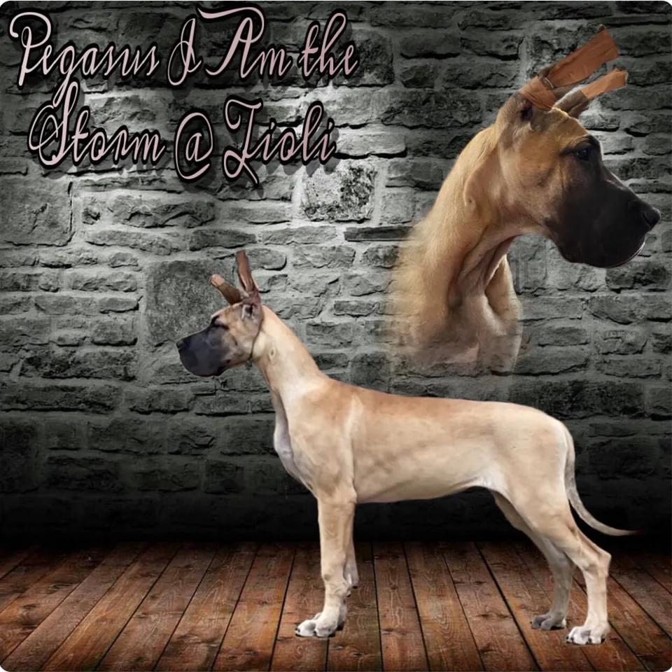 Announcement portrait of Pegasus I Am the Storm @ Tioli, Whisper